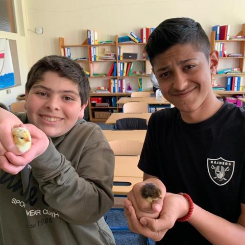 Zwei Schüler halten und streicheln die Küken.