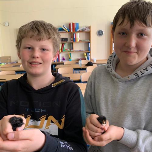Zwei Schüler halten und streicheln die Küken.