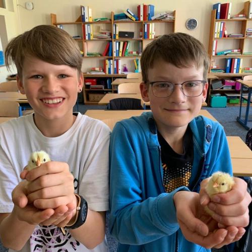 Zwei Schüler halten und streicheln die Küken.