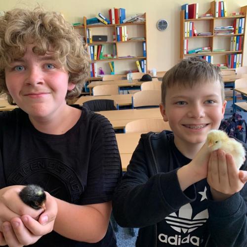 Zwei Schüler halten und streicheln die Küken.