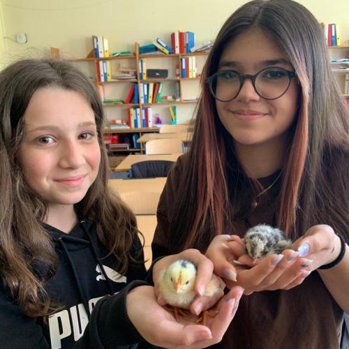 Zwei Schüler halten und streicheln die Küken.