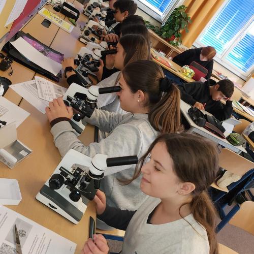 Schüler:innen schauen sich durch Mikroskope Blätter an.