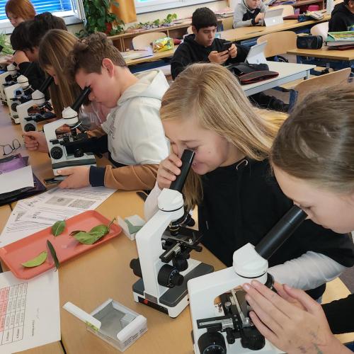 Schüler:innen schauen sich durch Mikroskope Blätter an.