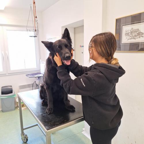 Eine Schülerin streichelt einen Hund beim Tierarzt.