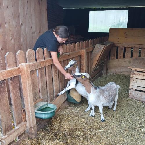 Schülerin streichelt eine Zeige, die bei der Unterkunft ist.