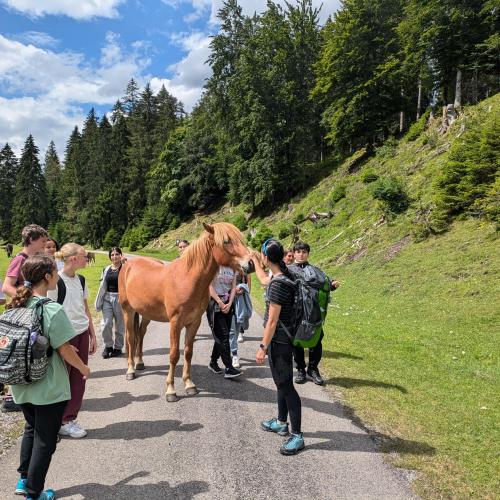 Schüler steicheln ein Pferd, dem sie im Schwarzwasser begegnet sind. 