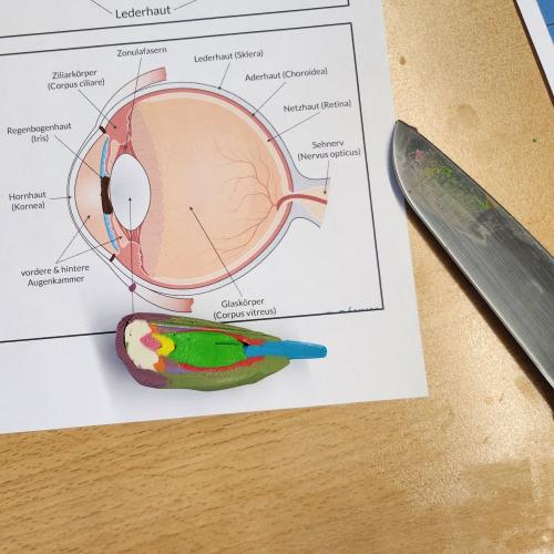 Schüler:innen versuchen 3D-Modelle des Auges herzustellen.