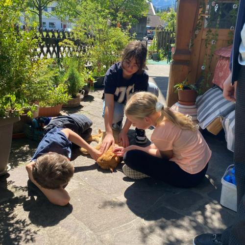 Schüler:innen im Tierheim streicheln Katzen