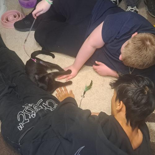 Zwei Schüler streicheln Katzen.