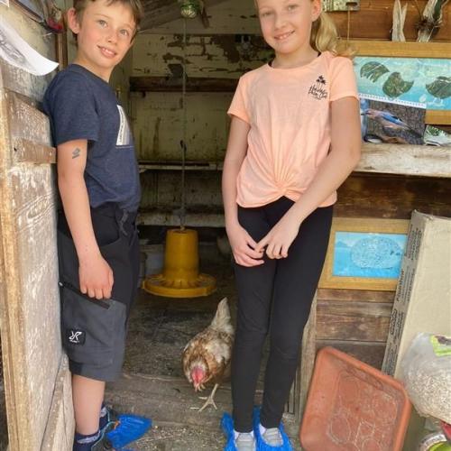 Zwei Schüler:innen im Tierheim bei den Hennen.