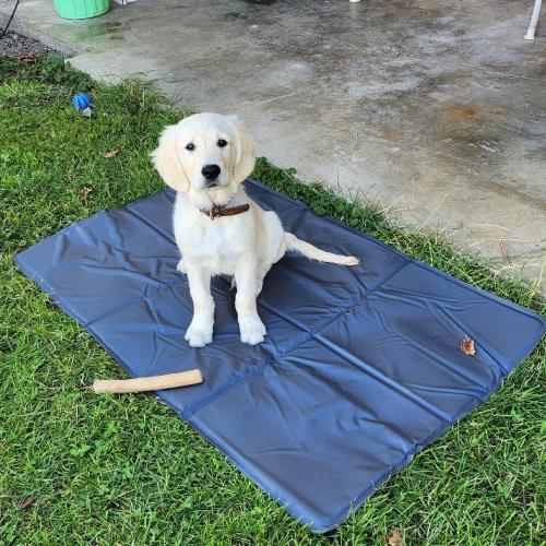 Bingo als Welpe im Garten.