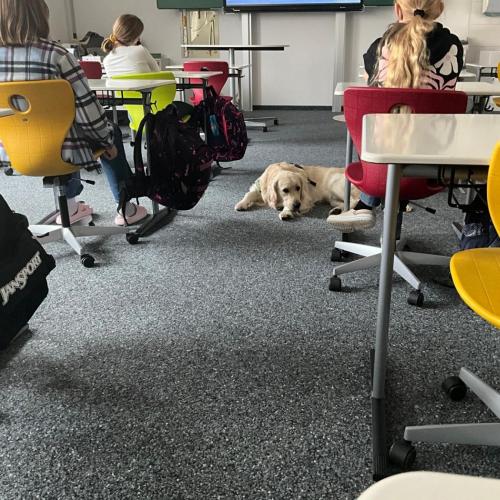  Unser Schulhund Bingo liegt zwischen den Tischreihen, während die Schülerinnen konzentriert dem Unterricht folgen.