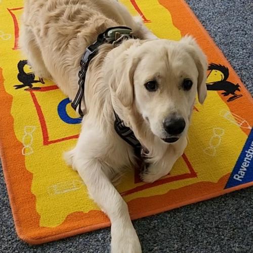 Bingo liegt auf dem Puzzleteppich in der Schule.