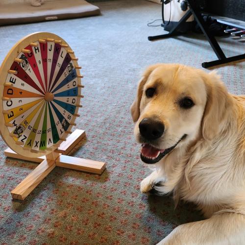 Schulhund Bingo im Klassenzimmer vor einer Drehscheibe für Mathematik.