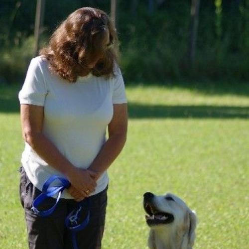 Schulhund sitzt brav neben dem Hundführer, an der Leine. Sie halten Blickkontakt.