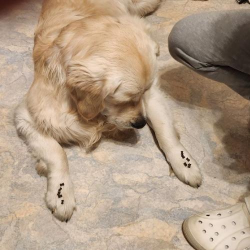 Übung mit Leckerlis. Auf beiden Pfoten liegen welche, jedoch darf er sie erst nach Kommando essen.
