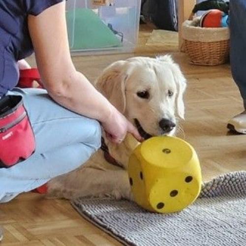 Hundeführerin gibt dem Schulhund einen gelben Schaumstoffwürfel.