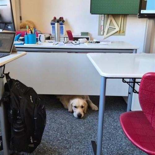 Bingo ruht sich unser dem Lehrerpult aus.