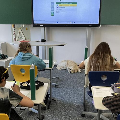 Schulhund begleitet Schüler:innen beim Schreiben einer Schularbeit.