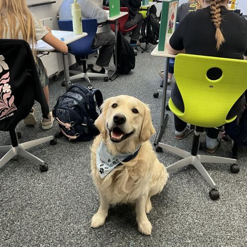Schulhund begleitet Schüler:innen beim Schreiben einer Schularbeit.