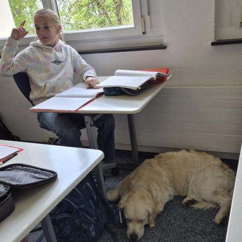 Schulhund begleitet Schüler:innen beim Schreiben einer Schularbeit.