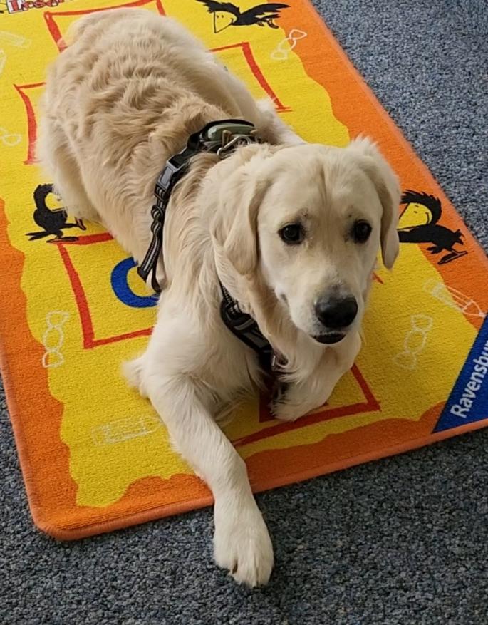 Bingo liegt auf dem Puzzleteppich in der Schule.