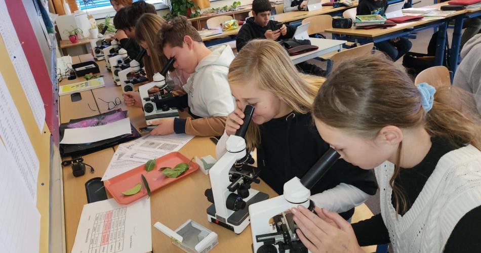 Schüler:innen schauen sich durch Mikroskope Blätter an.