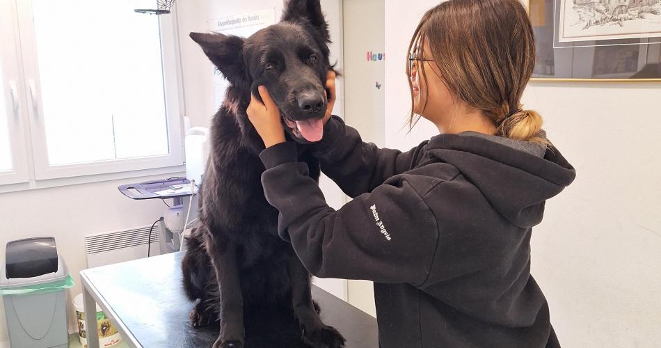 Eine Schülerin streichelt einen Hund beim Tierarzt.