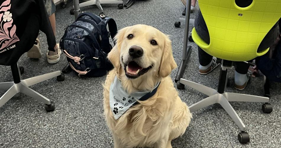 Schulhund begleitet Schüler:innen beim Schreiben einer Schularbeit.